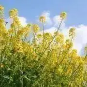 かめ子の画像