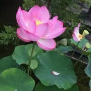 みさきの画像