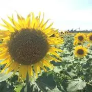 ＣＨＩＨＩＲＯの画像