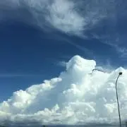 はちの画像