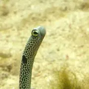 さっと
