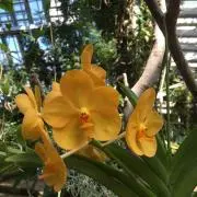 まゆ☆☆☆の画像