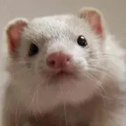 Azukiの画像