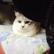 Ayumiの画像