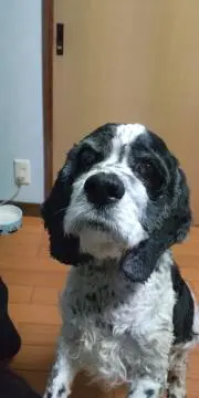 オレオの画像