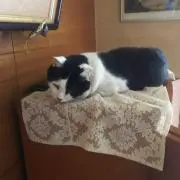 黒ドン