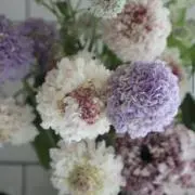 ふく