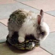 うさぎと亀