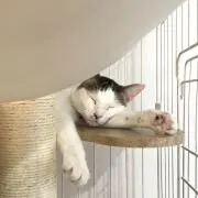 ringo‪‪‪の画像