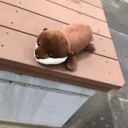 まっちゃチャの画像
