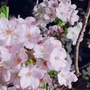 こめの画像