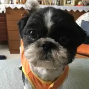 みゆみゆちゃま