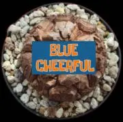 BLUE CHEERFULの画像