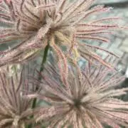 pink cakeの画像