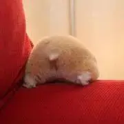 うりたん