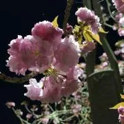 こっしーの画像
