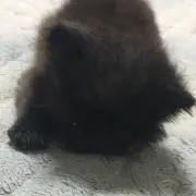 chi