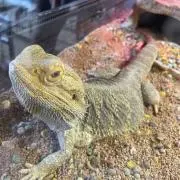 あんこの画像