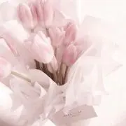 まおの画像