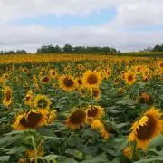 42.19goの画像