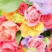 Pansy ❁⃘*.゜