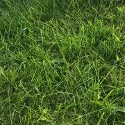 めいの画像