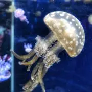 海月