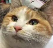 OJ19の画像