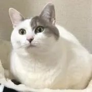 マサ吉