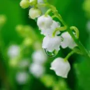 yaccoの画像
