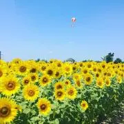 picoの画像