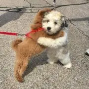 まるこ