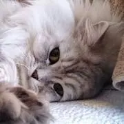 きなこの画像