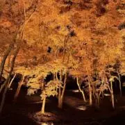 TR151の画像