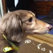 skatの画像