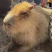 テト