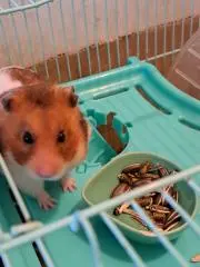 ハムの画像