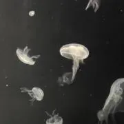 はむ