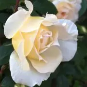 メープル♪の画像