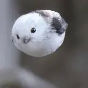 とりっぴー