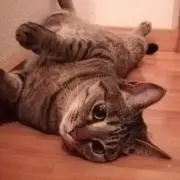 Aptの画像