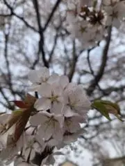 さんぽみち