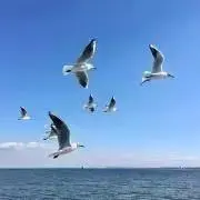 らいらいの画像