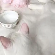 ୨୧⑅*の画像