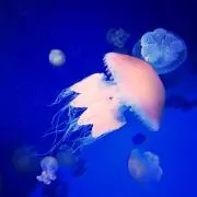 MMMの画像
