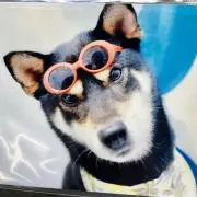 よこちん55の画像