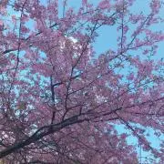 こなの画像