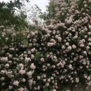 ｍｏｍｏの画像