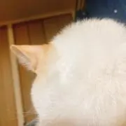 ぽちゃっこ
