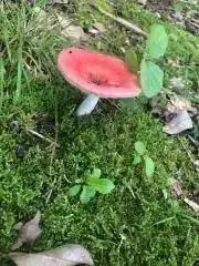 ちっちの画像